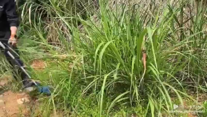 Máy cắt cỏ POWEX PW-CC4815BL – Công suất 1000W lưỡi cắt 9 inch mô-tơ không chổi than hiệu suất cao