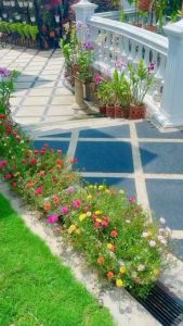 Bibit Bunga Krokot Warna Warni Cantik Murah