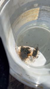 HUMIC USA VẢY 1KG MUA 1 GÓI ĐƯỢC TẶNG 1 QUÀ NGẪU NHIÊN DỄ TRỘN PHÂN HỮU HIỆU CAO CẤP XÀI SIÊU RA RỄ HẠ PHÈN CAO