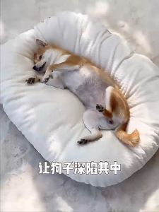 Fluffy Soft Removable Pet Bed | Coral Velvet Pet Mattress | Washable and Removable Pet Mat | Dog Bed Cat Mats