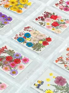 DIY Bookmarks and Specimen Real Flowers Plant Leaves