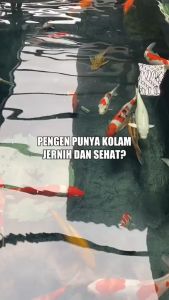 100 ml BMIKRO+ Bakteri Starter Penjernih Air dan Pengurai Amonia Pada Kolam & Aquarium