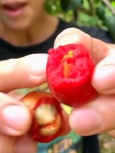 Bibit Tanaman Buah Kacang Amazon Butter Nut Mentega Kualitas Unggul