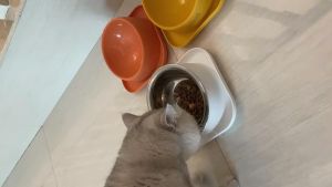 【Ready From SG】Cat Bowl Pet Bowl Tilted 15° Slanted Elevated Feeder Sloping Bowl Dog Food Bowl Anti-Tip Dog Bowl Stainle