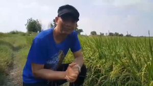 4Tree โฟร์ทรี 4T โฟที โฟรที 4ทรี ของแท้ 2 ซอง สารเพิ่มประสิทธิภาพการเจริญเติบโตพืช ใช้ได้กับพืชทุกชนิด ปุ๋ยทางใบ ลดต้นทุนเพิ่มผลผลิต พร้อมส่ง