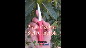 Pisau Okulasi Grafting Cangkok Alat Berkebun Tanaman