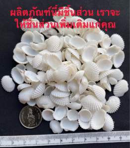 หอยลายมินิไวท์ seashells Mini xiao xue White Clam Shells 1-2cm 50g สำหรับการตกแต่งบ้าน