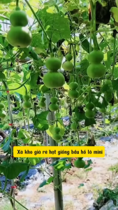 Hạt giống Bầu Hồ Lô Tí Hon  Gói 5 Hạt