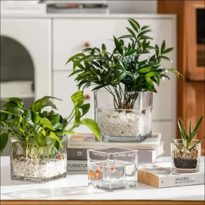 Chậu Cây Thuỷ Tinh Vuông Đa Năng – Trồng Cây Nuôi Cá Mini Decor Nhà Cửa Sang Trọng