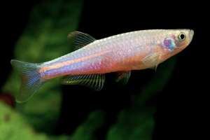Pearl Danio/Ornamental fish/Freshwater/Readystock