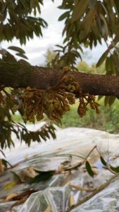 Phân bón vi lượng BOZINC (B0+Kẽm) | Dưỡng hoa nuôi trái tăng vô gạo