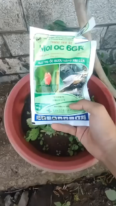 Bả trừ ốc Moi oc 6GR hiệu quả. Kiểm soát hiệu quả ốc sên ốc bươu