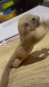 จุกป้อนนมกระรอก จุกป้อนกระต่าย ชูก้า กระรอก ไซริงค์ป้อนม จุกป้อนนมซิลิโคนอย่างนิ่ม