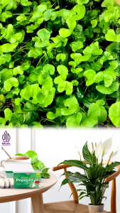 TEH PEGAGAN Obat herbal khasiat ampuh melancarkan peredaran darah nutrisi otak 20 kantong