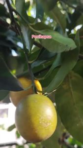 Bibit Jeruk Tongheng Berbuah Lebat Hasil Okulasi