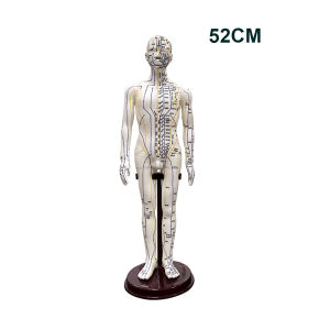 52CM Adult Human Body Acupuncture Model Chinese Medicine Man/Woman Meridians Models Teaching Medical Education Tool Home Decor