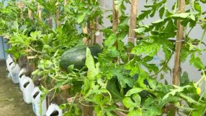 VALUE PACK (2 SEEDS) - YELLOW WATERMELON/HYBRID/SUPER SWEET/EASY TO GROW/HIGH YIELD/MORE PROFIT