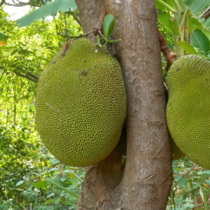 pupuk booster nangka 100ml - memperkuat buah pada tangkai - meningkatkan hasil panen