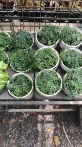 Dương xỉ châu phi mini làm terrarium chịu ẩm tốt.