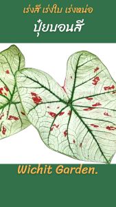 ปูมูลบอนสี ปูมูลใส่ต้นบอนสี ปูมูลใส่ไม้ใบ ปูมูลน้ำสำหรับฉีดบอนสี ไม้ใบ เงินไหลมา โกสน ขนาดบรรจุ 250 ซีซี