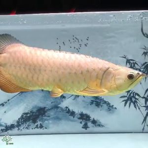 Đèn Bối Zako D35 3 Chế Độ Chuyên Dụng Cho Kim Long Quá Bối