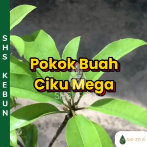 Pokok Ciku Mega Hybrid 人心果 果樹苗 Sapodilla Manilkara Zapota Pokok Buah Pokok Hidup SHS Kebun