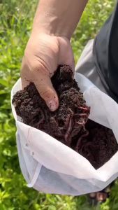 ไส้เดือน AF ตกปลา คัดไซส์ ตัวใหญ่ ทำปุ๋ย อาหารสัตว์ น้ำหนักตัวล้วน ไม่รวมดิน รับประกันคุณภาพ ส่งเคลมได้