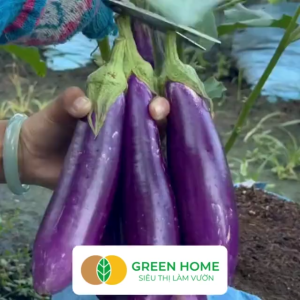 Hạt Giống Cà Tím Trái Dài Greenhome Gói 05gr~100 hạt Dễ Trồng Quanh Năm Nảy Mầm Cao Thu Hoạch Nhanh Năng Suất Cao T13