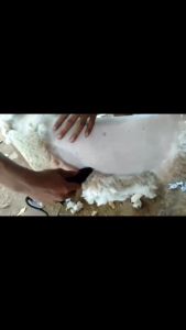 (ORIGINAL 100%) BaoRun S1 Pro Alat Cukur Bulu Domba Kambing Anjing Kucing Pet Dog Clipper