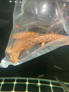 POLYTERUS PALMAS BICHIR (WC) GOLD DUST