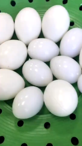 10pcs Telur Palsu Merpati Tidak Kopong Telor Telur Palsu Merpati
