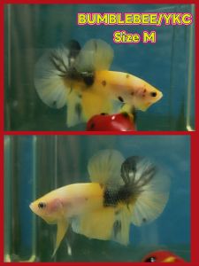 (Same as photo) Ykc/Bumblebee Betta Fish Ikan Laga show Gred Premium
