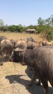เพิ่มอัตราการแลกเนื้อ เสริมสร้างภูมิคุ้มกันให้สัตว์ เร่งการสืบพันธุ์ ฟาสท์ริช168 ฟาสท์ไคโตซาน ฝาสีเหลือง1ขวด สูตรขุนบำรุง ป้องกันโรค