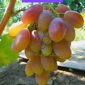 Bibit Anggur Import Dixon Buah Super Besar & Super Genjah
