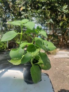 ต้นหูเสือ รากเดิน พร้อมปลูก