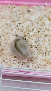 Pets Wood Chips Wood Shaving Bedding for Rabbits Chinchillas Guinea Pigs and Hamster 1000g