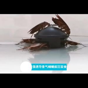 Obat Pembasmi Kecoa Black Cap Racun Umpan Pembunuh Kecoa / Obat Racun Anti Kecoa