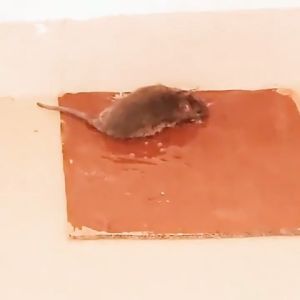 rat sticky trap glue Strong adhesive sticker mouse board mouse glue cockroach glue bucket filled