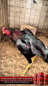KAMLANG RED VVIP Extra Fooding Bernutrisi Tinggi Untuk Ayam Aduan & Peliharaan
