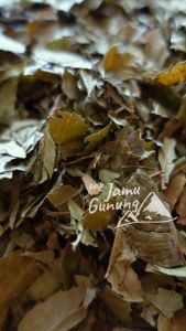 Daun Mimba Kering 250gr - Bersih