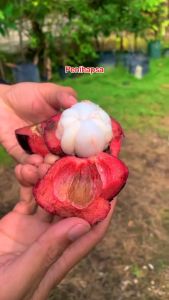 Bibit Manggis Tanpa Biji Unggul Cepat Berbuah