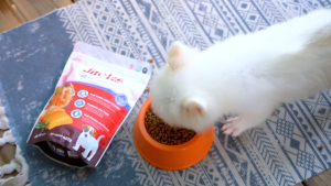 Thức ăn hạt cho chó JirehO Hàn Quốc vị Thịt Vịt Cá hồi [400g - 1.2kg - 1.5kg - 10kg]