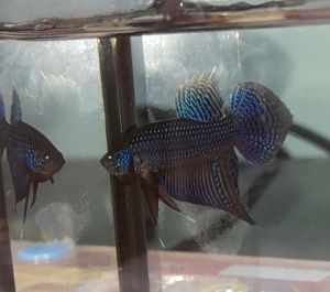 Wild betta smaragdina guitar blue green male saiz M to L / ikan laga / figther fish random pick