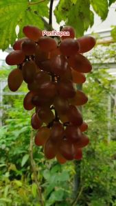 Bibit Anggur Import Baikonur New Asli Hasil Grafting