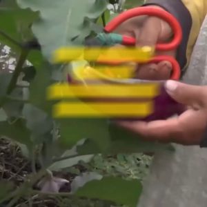 Benih Terong Ungu MUSTANG F1 Isi 200 Butir Cap Panah Merah