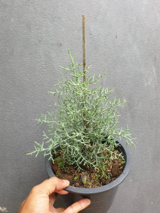 ต้นสน สนบลูไอซ์กระถาง 8 นิ้วต้น สูงตั้งแต่ 25 ซม. ใบสีเขียวอมเทา #Blue Ice #สนบลูไอซ์ #สนประดับ #ไม้หายาก