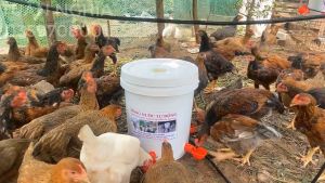 Máng Uống Cốc Uống Nước Tự Động Cho Gà Vịt Ngan Loại Mới Siêu Bền.