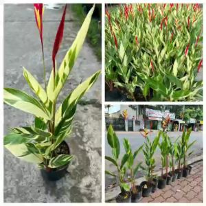 Cây chuối mỏ két lá var đột biến cây độc lạ với những chiếc hoa trông như những chú chim đang ngẩng cao đầu kiêu hãnh