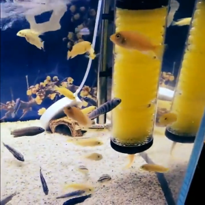 กรองน้ำ SOBO สำหรับตู้ปลา ปั๊มกรองน้ำ ตู้ปลา ตัวกรองสามในหนึ่งเดียว อุปกรณ์เสริม อุปกรณ์สัตว์น้ำ สัตว์เลี้ยง สินค้า บ้านและสวน สำหรับกรองสิ่งสกปรกในตู้ปลา