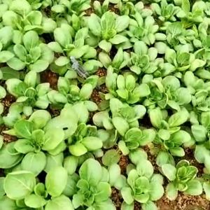 ORGANIC VEGETABLE/SAYUR ORGANIK - Siew Pak Choy 200g